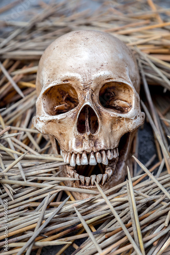 still life concept with skeleton head on bamboo spike sticks
