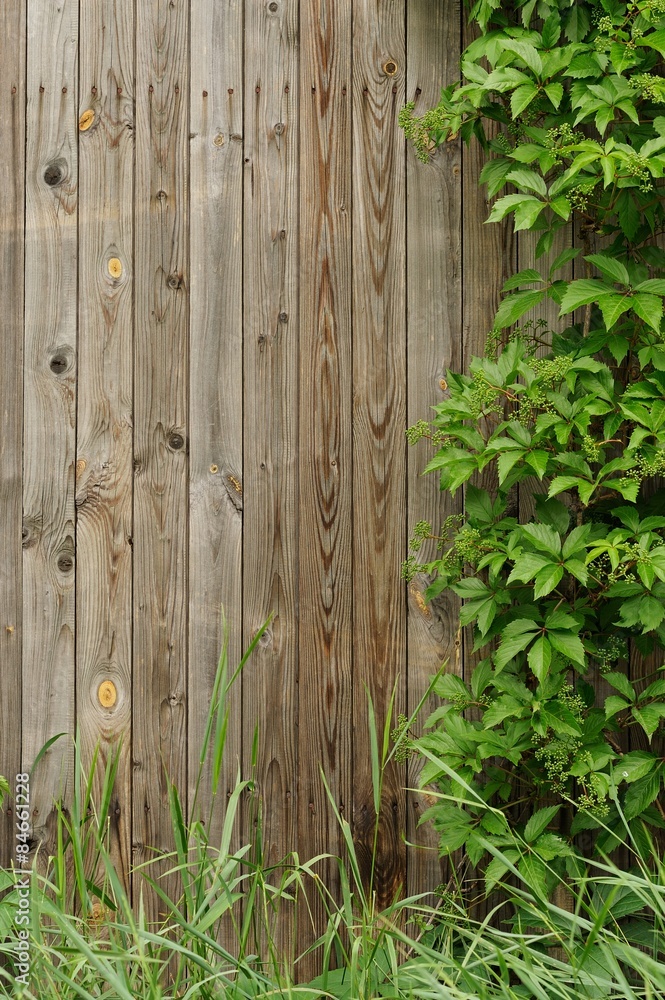 Old wooden wall covered with ivy copyspace Old wooden wall covered with ivy copyspace