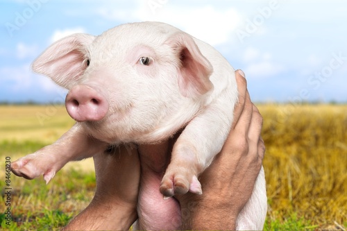 Farm, piglet, pig. © BillionPhotos.com