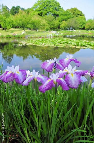 花菖蒲と池