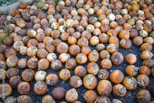 dried betel nut or areca nut photo