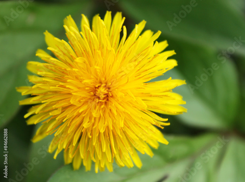 dandelion flower