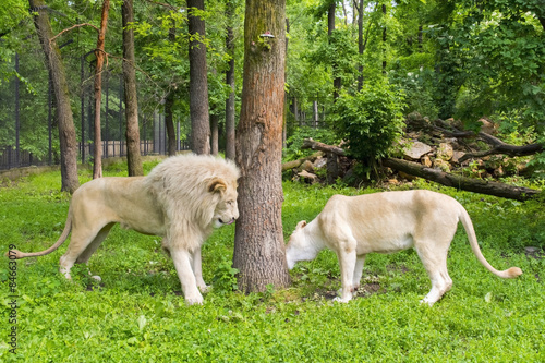 White lion (Panthera leo krugeri)