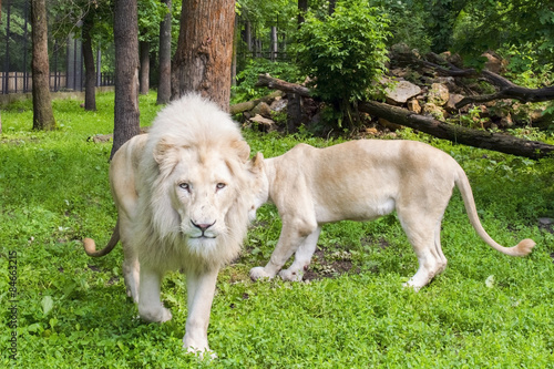 Photography White lion (Panthera leo krugeri)