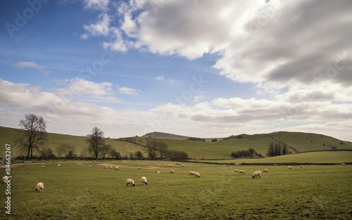 Sheep animals in farm landscape on sunny day in Peak District UK