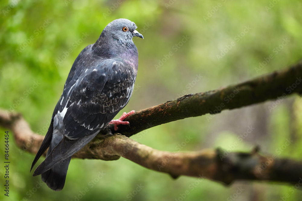 Fototapeta premium Pigeon