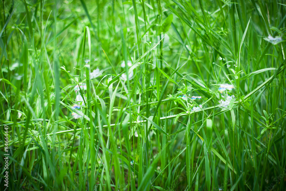 Soap bubbles on the green grass Soap bubbles on the green grass
