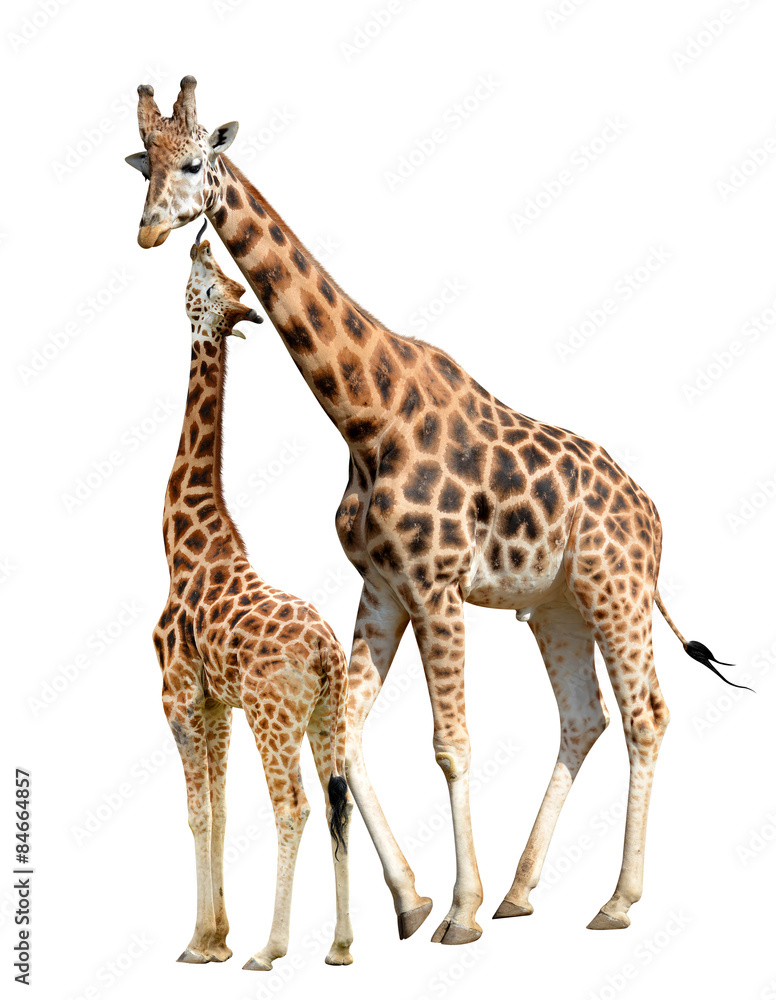 Obraz premium Giraffes isolated on white background 