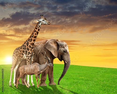 Fototapeta Naklejka Na Ścianę i Meble -  Giraffe, elephant and kudu in the sunset