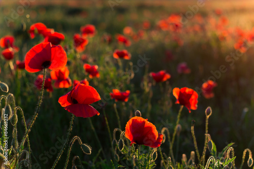 poppies