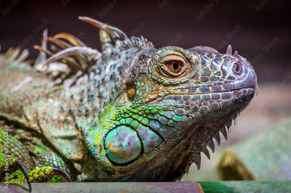 Fototapeta premium Close-up of a male Green Iguana (Iguana iguana). Green Iguana Reptile Portrait Closeup