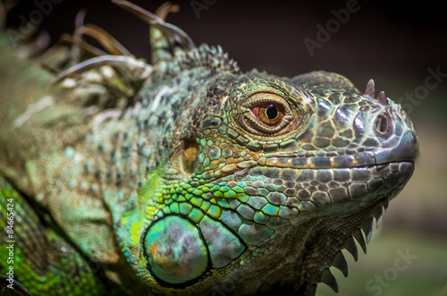 Close-up of a male Green Iguana  Iguana iguana . Green Iguana Reptile Portrait Closeup