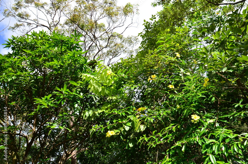Fototapeta premium Foret pluviale de Kuranda, Australie