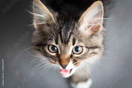 Canvas Print portrait of a kitten meowing