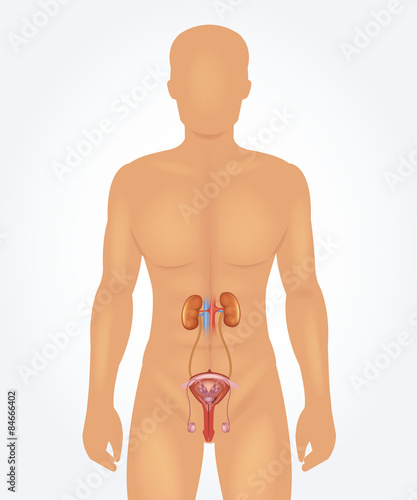 Male reproductive system.  Vector realistic illustration