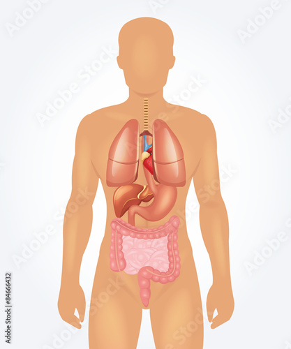 Vector man anatomy illustration