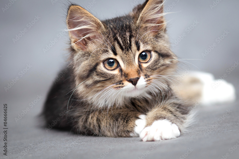Fototapeta premium portret leżącego kota