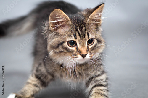 little fluffy kitten on a gray background © fantom_rd
