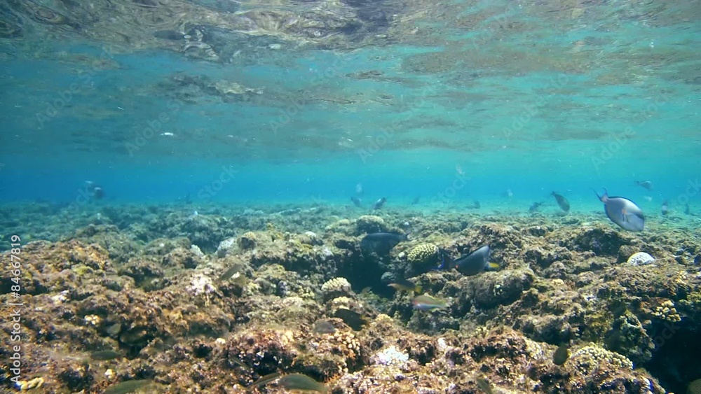Schools of fish swim over the top of a coral reef, Red sea Schools of fish swim over the top of a coral reef, Red sea