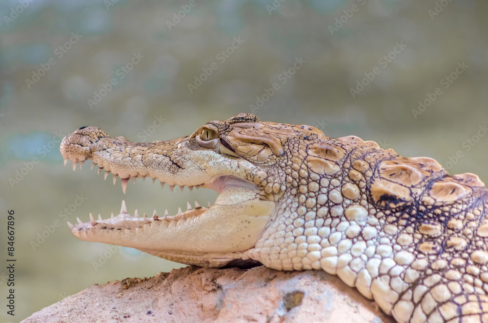 Fototapeta premium Close-up Of Young Alligator. Alligator closeup on sand at zoo
