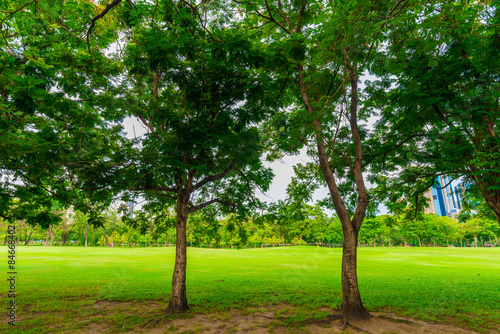 Fototapeta Naklejka Na Ścianę i Meble -  Green lawn with trees in park of bangkok city