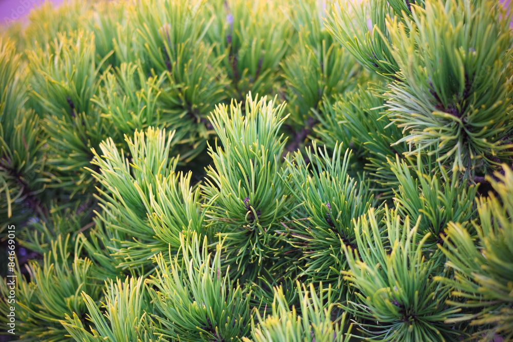 Yellow and green pine thorns on the spring tree. Yellow and green pine thorns on the spring tree.