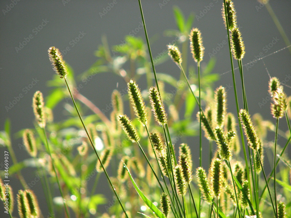 Spikelets in the sun
