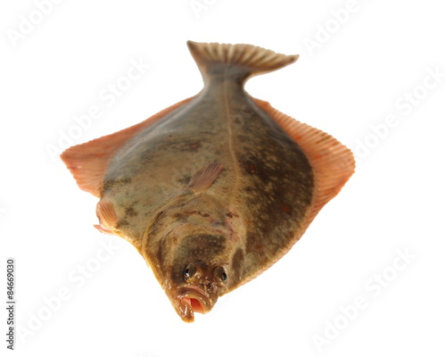 big fish flounder