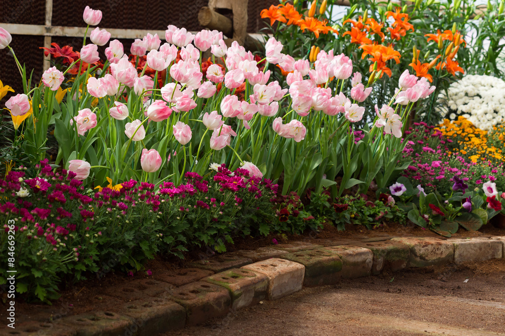 Fototapeta premium colorful tulips flower blooming in floral garden