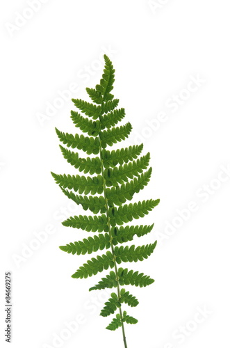 leaf  fern