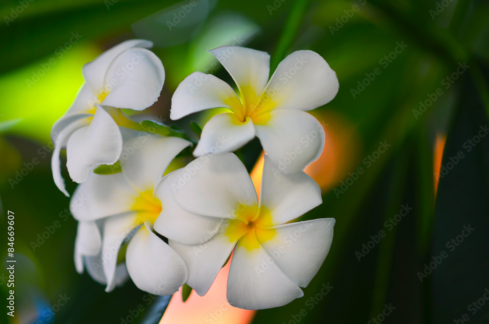Naklejka premium Close up of white plumeria or frangipani blossom on the plumeria