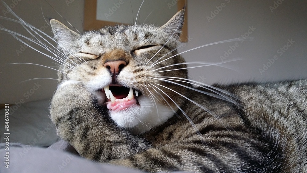 Tabby cat chewing his paws Stock Photo Adobe Stock