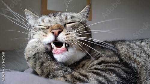 Obraz na plátně Tabby cat chewing his paws