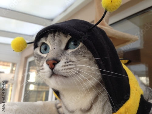 Obraz na plátně Egyptian mau bumble bee cat