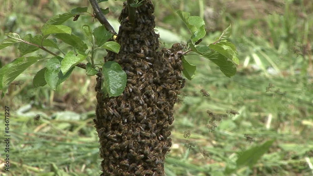 Bee swarm. Fruit tree. Bee swarm. Fruit tree.