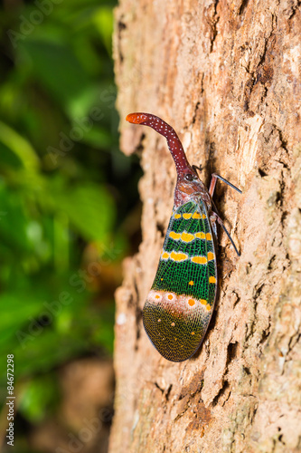 Pyrops karenia lantern bug photo