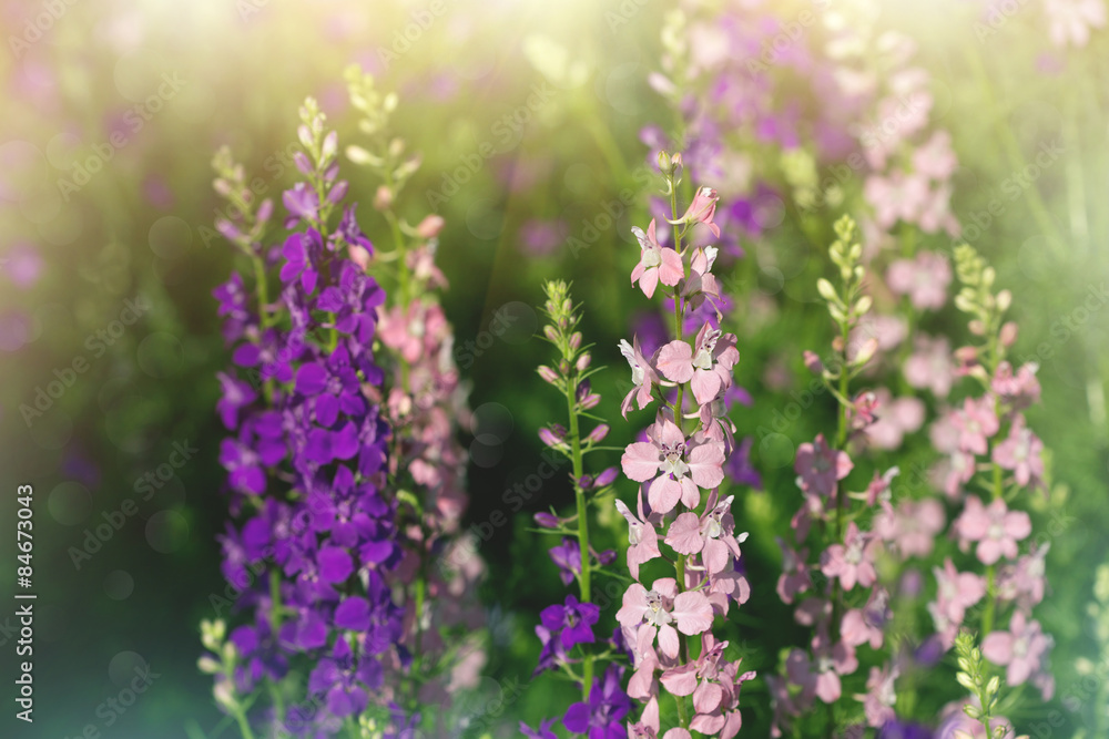 Fototapeta premium purple and pink delphinium flowers in a garden
