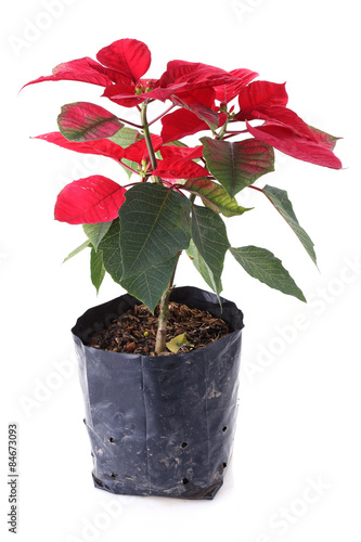 red poinsettia flower isolated on white background