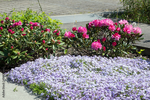 Flower bed / beautiful flowers in a flower bed © PhotographyByMK