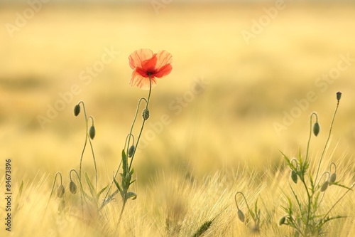Poppy in the field at dawn