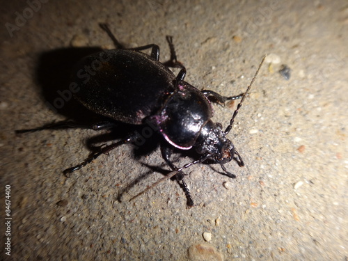 Wallpaper Mural Жук черного цвета на сухих листьях Torontodigital.ca