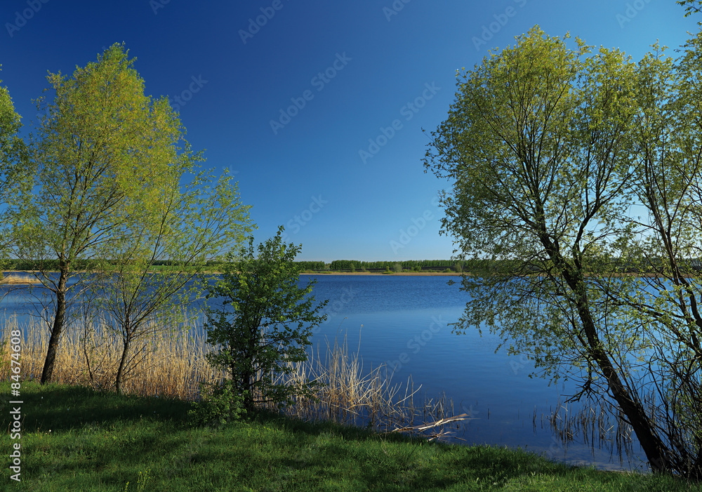 green trees on the river bank