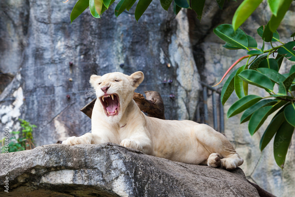 Fototapeta premium white liones. Lion