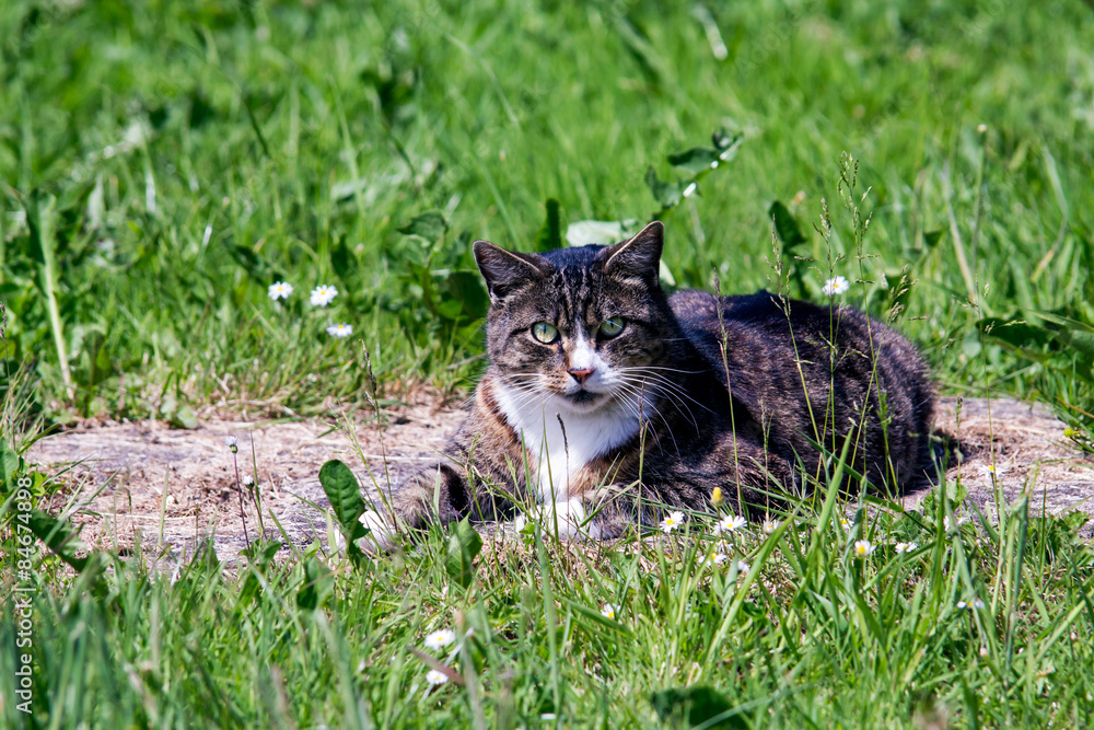 Disturbed cat while relaxing in the sunshine Disturbed cat while relaxing in the sunshine