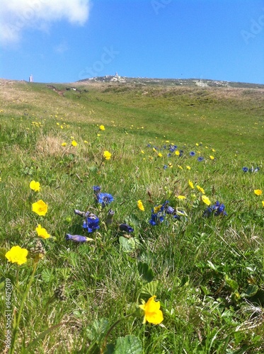 Field Of Flowers On The Way To Top Of Mt. Mirnock photo