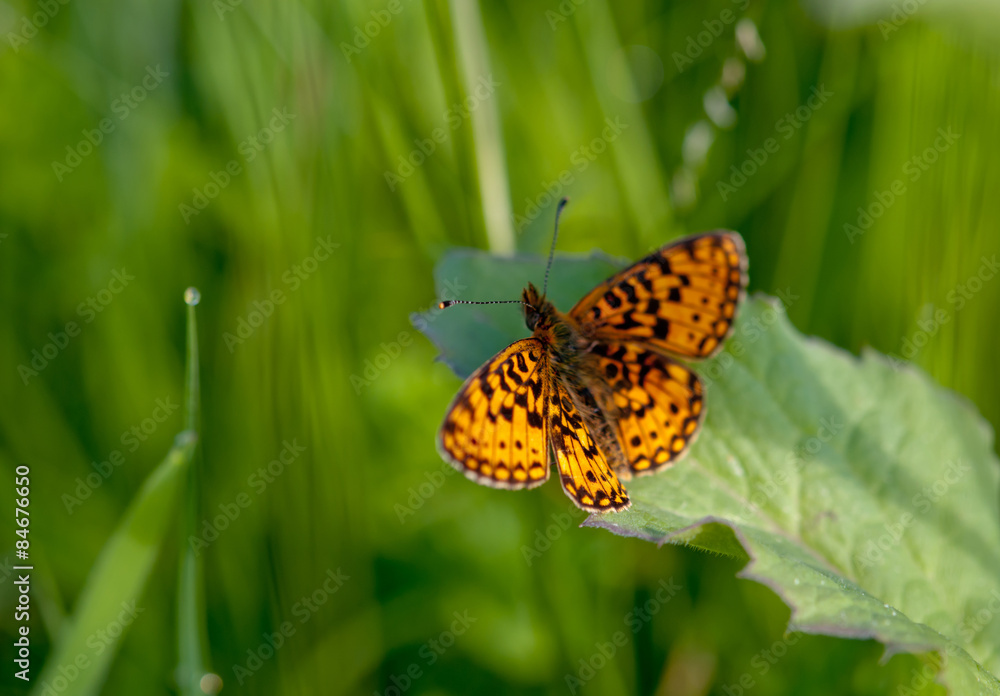 orange butterfly orange butterfly