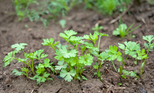 parsley in soil