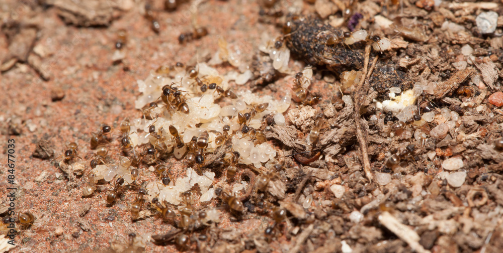 Ant teamwork Ant teamwork