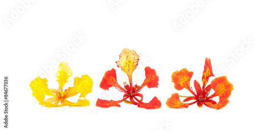 Foto Flame tree flower isolated on the white background