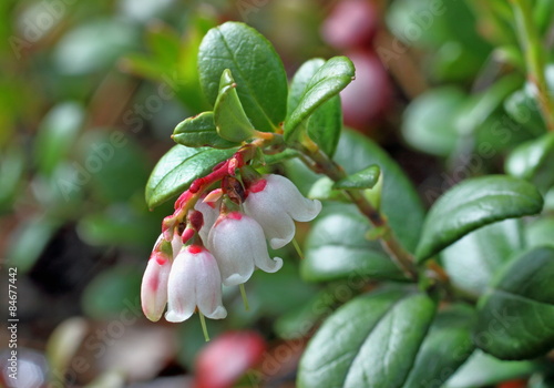 Cowberry bush with flowers photo